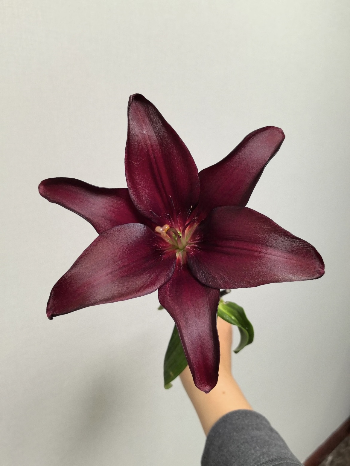 Dark Kingdom Single Lily3