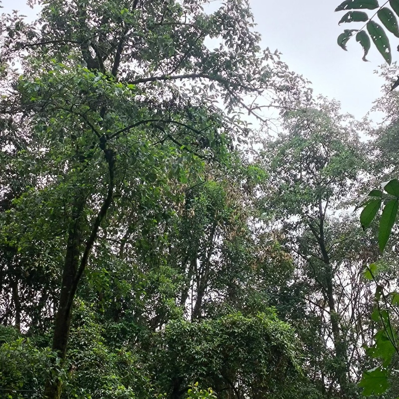 The tea garden is located in the high mountains of Bingda