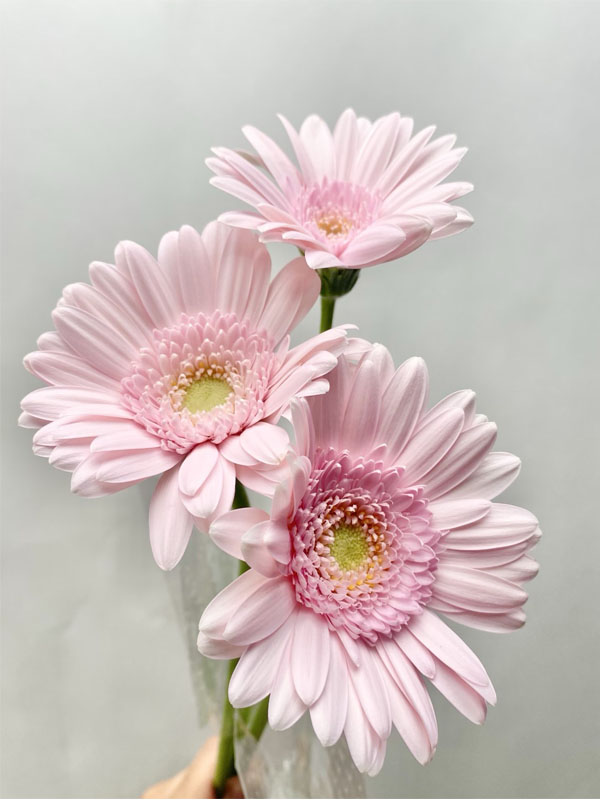 Gerbera Warsaw2