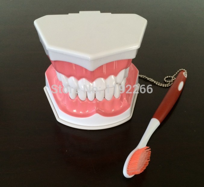teeth model brush teaching models Removable Lower Teeth,Dental Adult standard oral model,early Educational for kids,tooth models