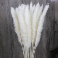 30pcs Natural Dried Pampas Grass Reed Dried Flowers Natural Phragmites Communis Wedding Flower Bunch Home Decor