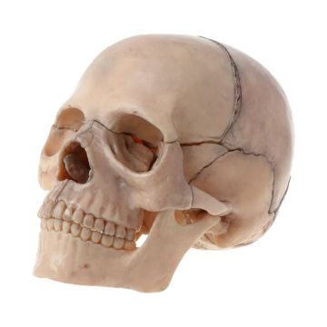 15pcs/set 4D Disassembled Skull Anatomical Model Detachable Medical Teaching Tool Dropshipping