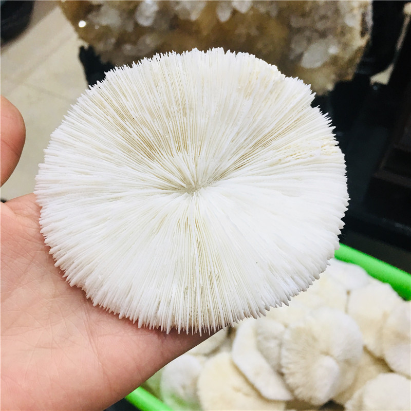 10cm natural mineral white mushroom landscape layout, with natural embellishment sea home wedding decoration