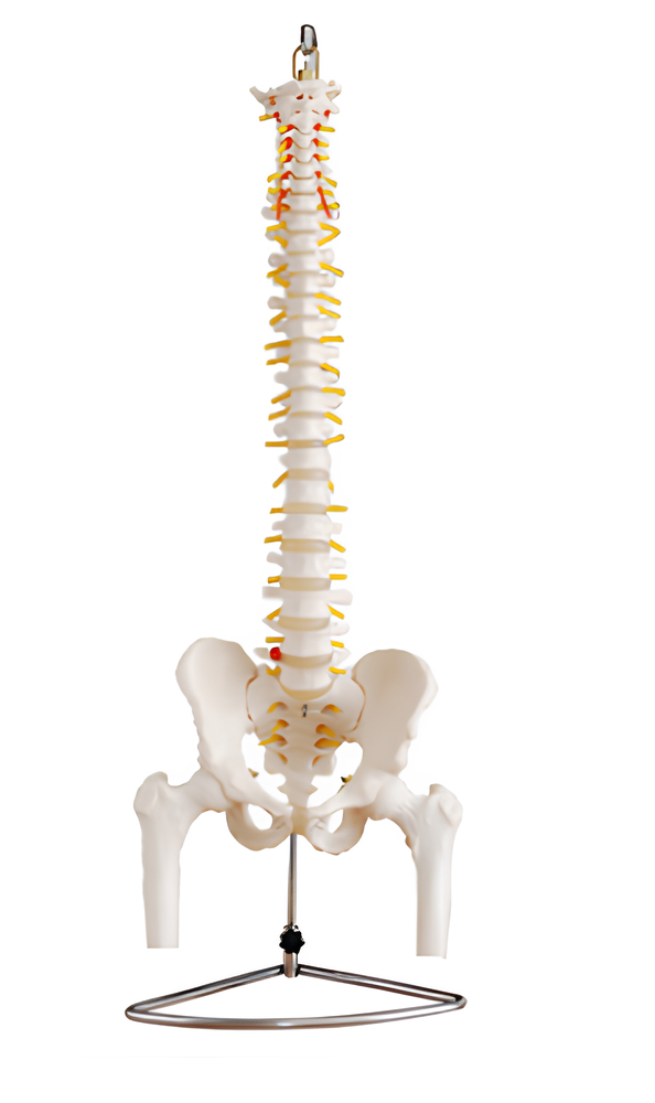 Natural large spine with pelvis and leg bone