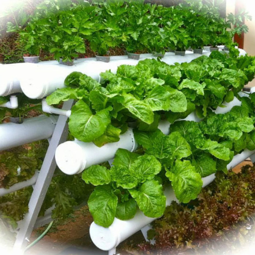 Homemade Vertical A-Frame hydroponic Gardening system Manufacturers and Homemade Vertical A-Frame hydroponic Gardening system Suppliers