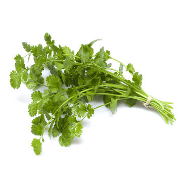 Fresh Cilantro Bunches for Food Service Use