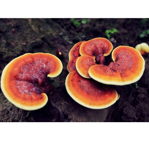 Reishi Mushroom Powder Lingzhi Ganoderma Lucidum Extract for Sale, Offer Reishi Mushroom Powder Lingzhi Ganoderma Lucidum Extract