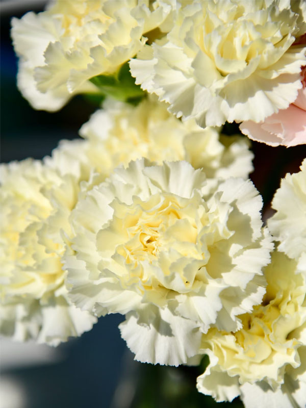 Cream Carnation1