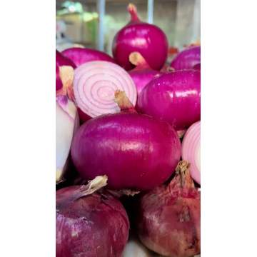 Bright Vivid Red Skin Onion