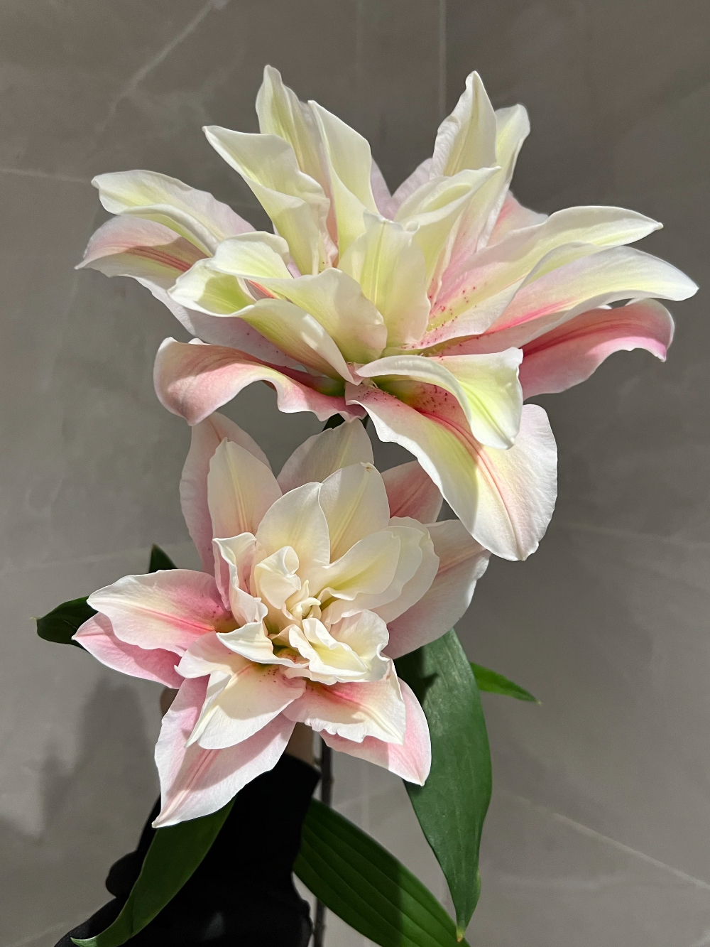 Double Lily Sara1