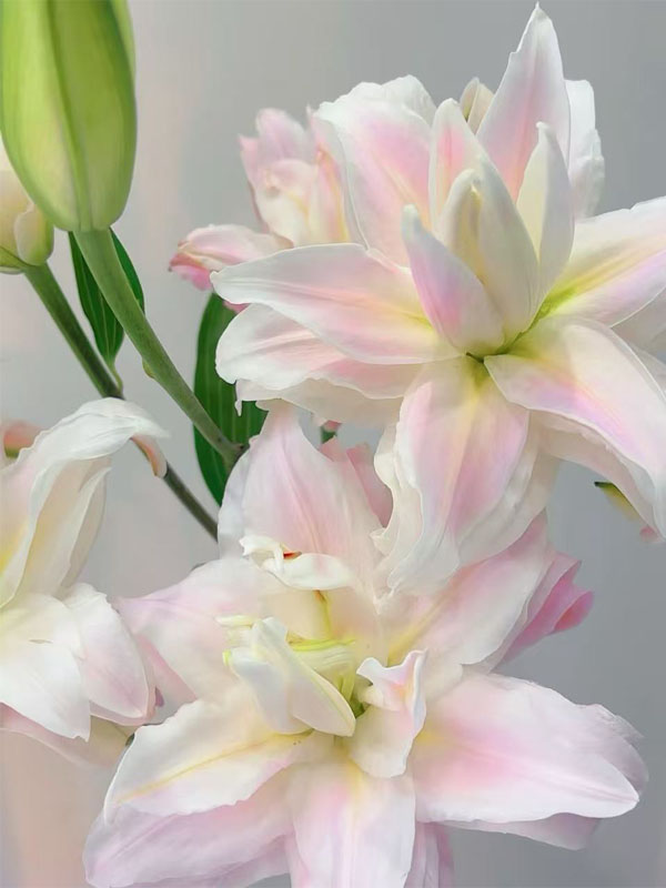 Goddess Double Petal oriental lily2