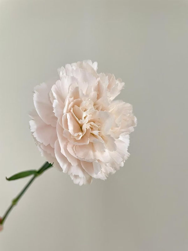Streamer Pink Carnation