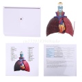 Life Size Human Lung Model Anatomical Respiratory System Anatomy for School Science Resources Study Display Teaching Tool