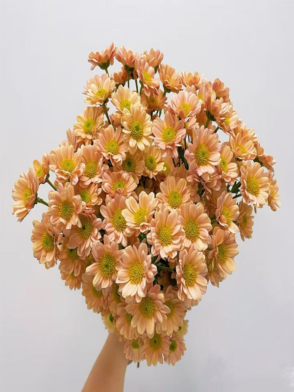 Champagne Spray Chrysanthemum