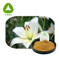 White Lily Bulb Extract Powder 10:1