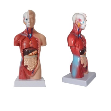 Human Torso Organ Model Medical Science Model Human Skeleton Anatomy