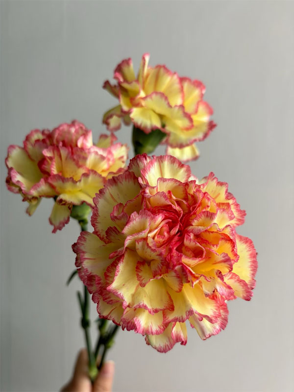 Bride Charm Carnation1