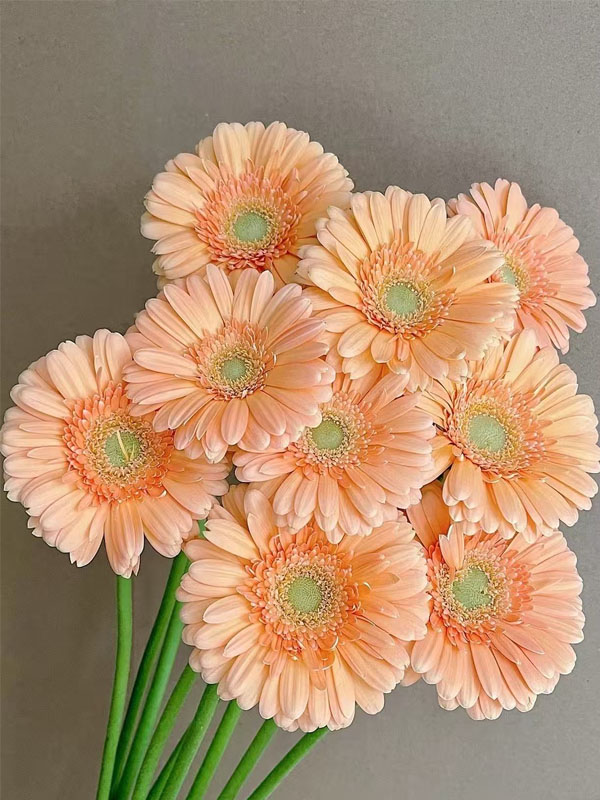 Gerbera Mermaid