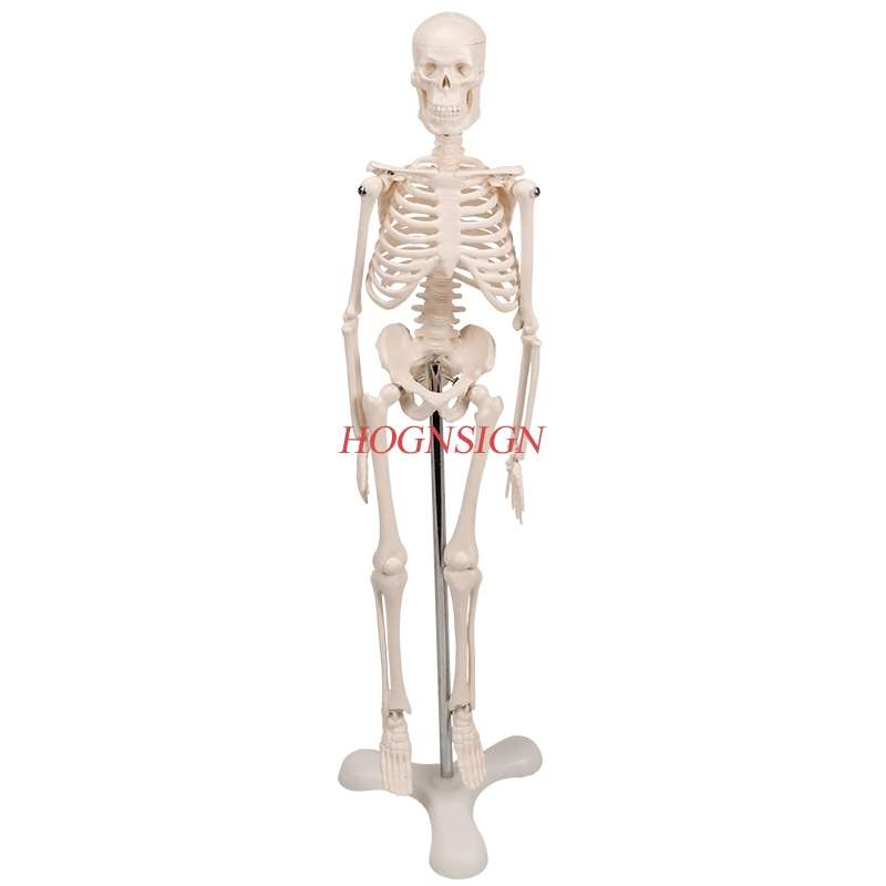 Human skeleton model medical medicine teaching