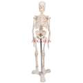 Human skeleton model medical medicine teaching