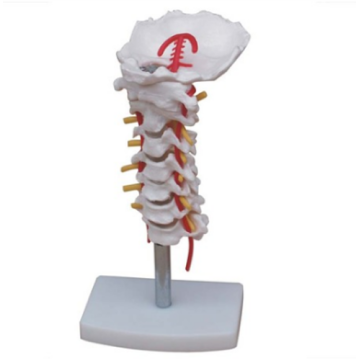 Cervical spine with carotid artery and nerve model