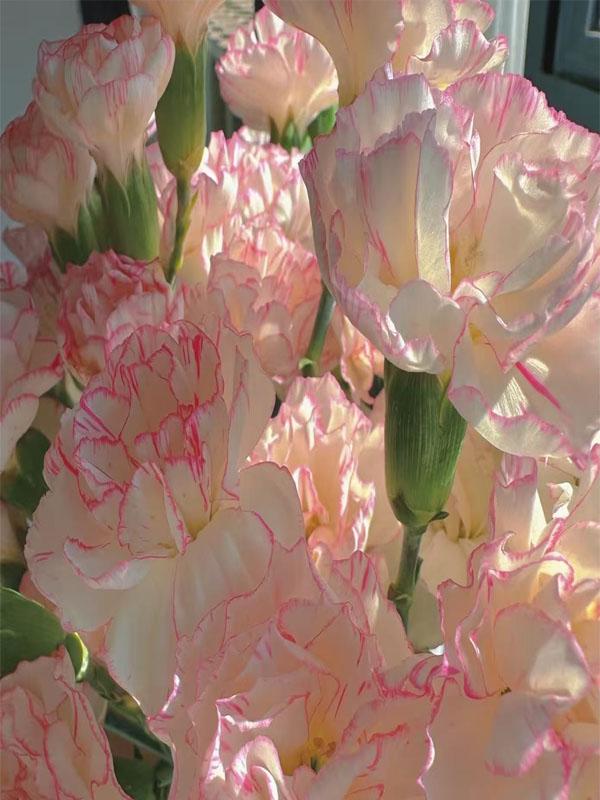 Spray carnation cabbage4