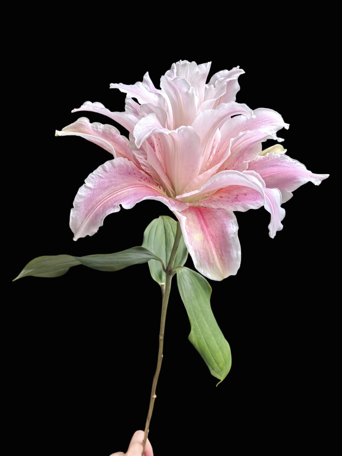 Double Lily-Dutch Princess1