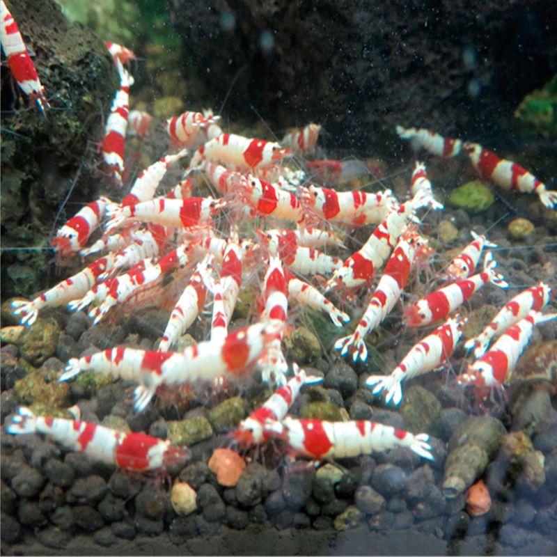 45g Fish Food Crystal Shrimp Aquarium Fish Tank Fish Wheat Stem Bacteria Vitamins Nutrition Good For Growing