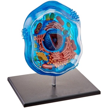 4D Animal Cell Anatomical Skeleton Model Dimensional Toy Anatomical Model Medical Science Education Equipment 24 Detachable Part