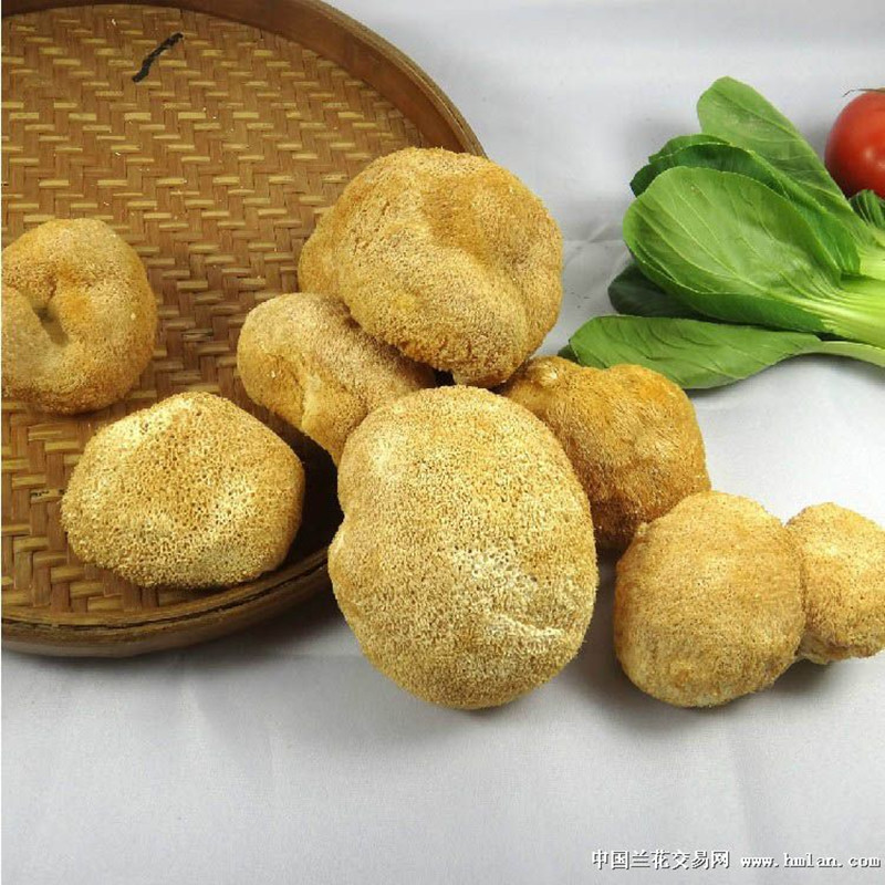 100% Natural Organic Hericium, Lion's Mane Mushroom, Healthy Food from China