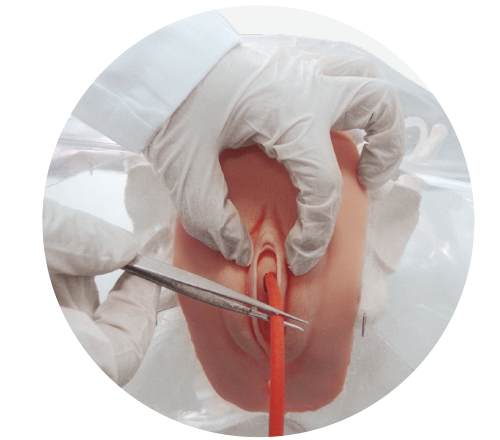 Transparent Female Catheterization Model