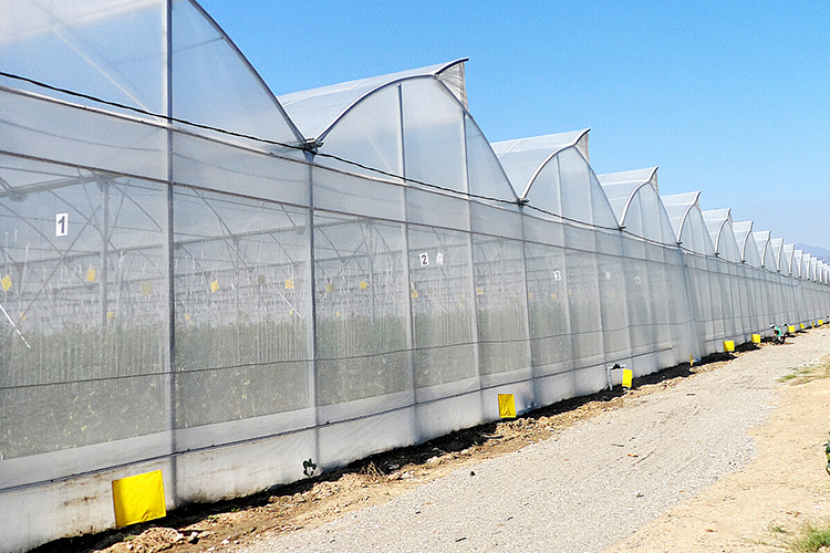 Agriculture Multi-Span Plastic Film Greenhouses China Manufacturer