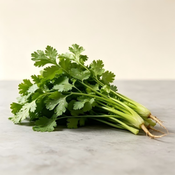 Bunched Fresh Cilantro for Kitchen Use