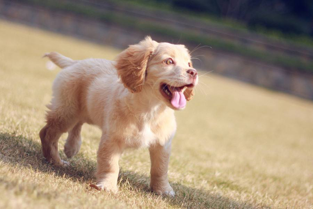 lovely pet dog lovely pet dog