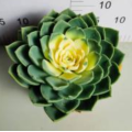 good price Echeveria Julius living plants