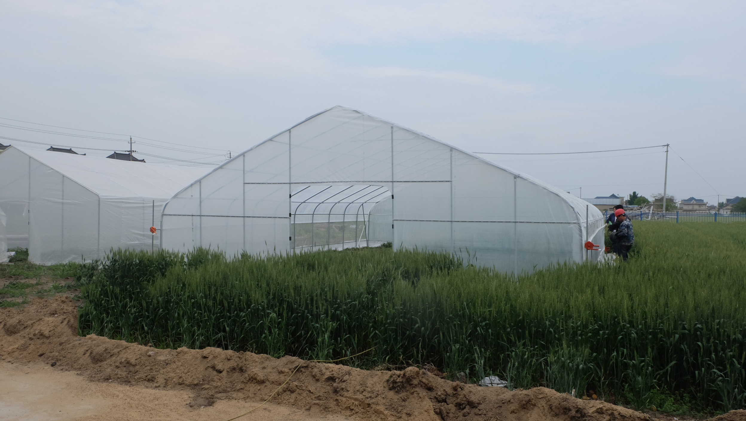 greenhouse tunnel