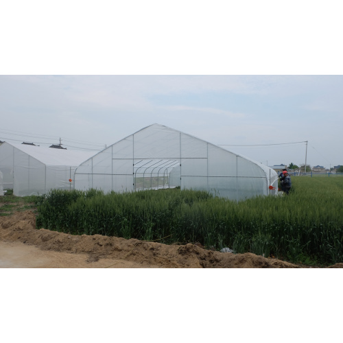 Gothic Single Span Greenhouse for Vegetables Flowers Manufacturers and Gothic Single Span Greenhouse for Vegetables Flowers Suppliers