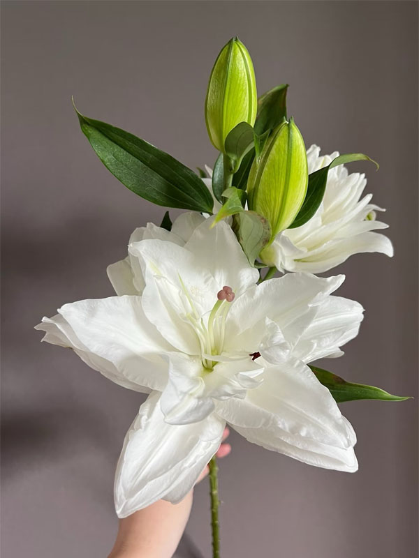 Double Chardonnay Lily