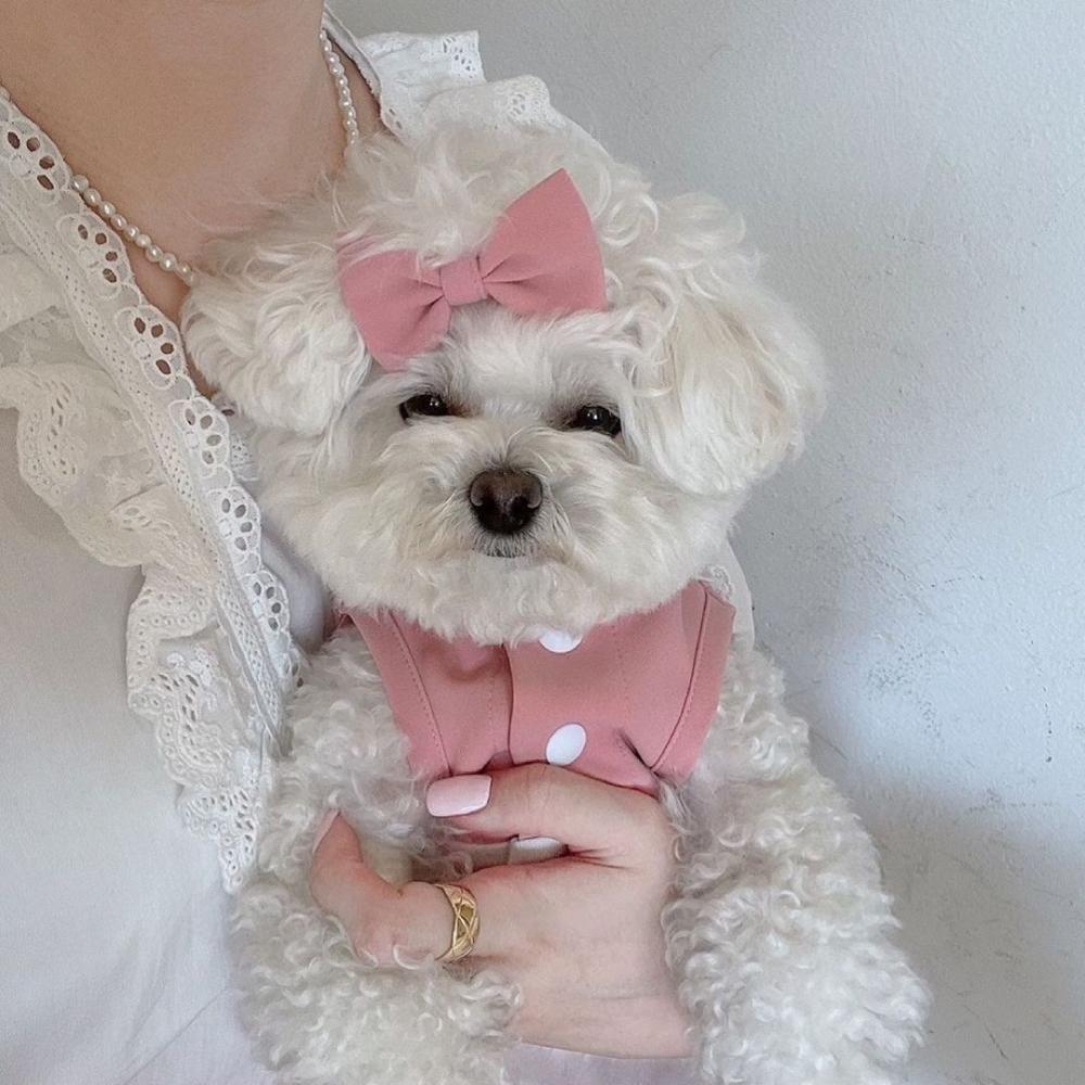 Dog Dress