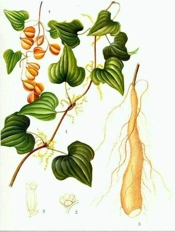 Whole Herb of Wild Yam