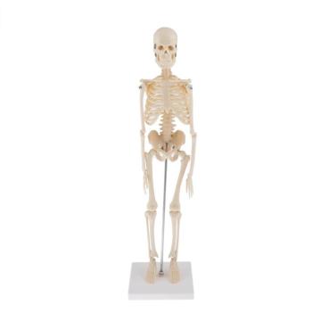 Human Anatomical Anatomy Skeleton Decoration Model Skeletal Bone Medical Learn Aid,Art Sketch, Doll ,Chiren Toys