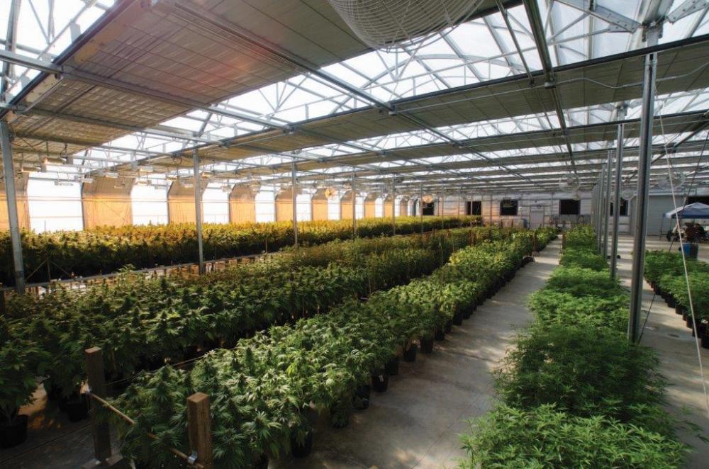 Agriculture Light Deprivation Blackout Greenhouse