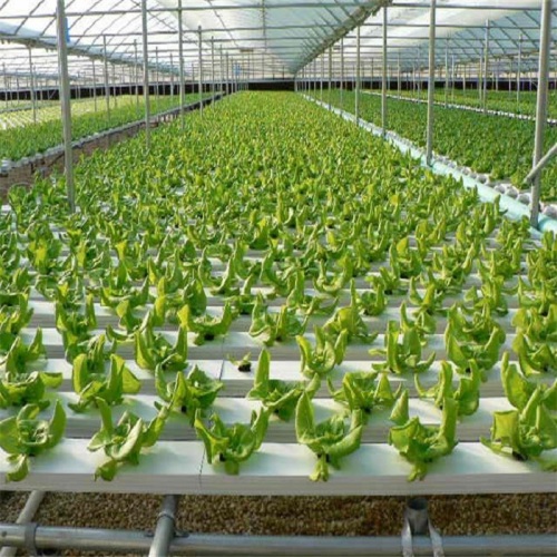 Agricultural Flat Hydroponic Commercial Hydroponics Manufacturers and Agricultural Flat Hydroponic Commercial Hydroponics Suppliers