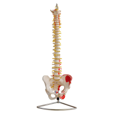spinal belt pelvic attachment muscle coloring model