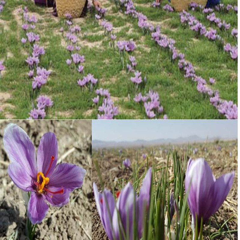 Iran Imported Saffron 3g Wild Premium Saffron, Organic Saffron