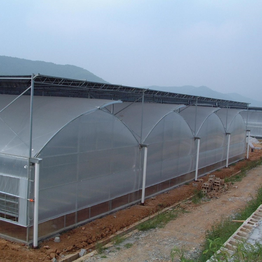 Film Multi-span Greenhouse