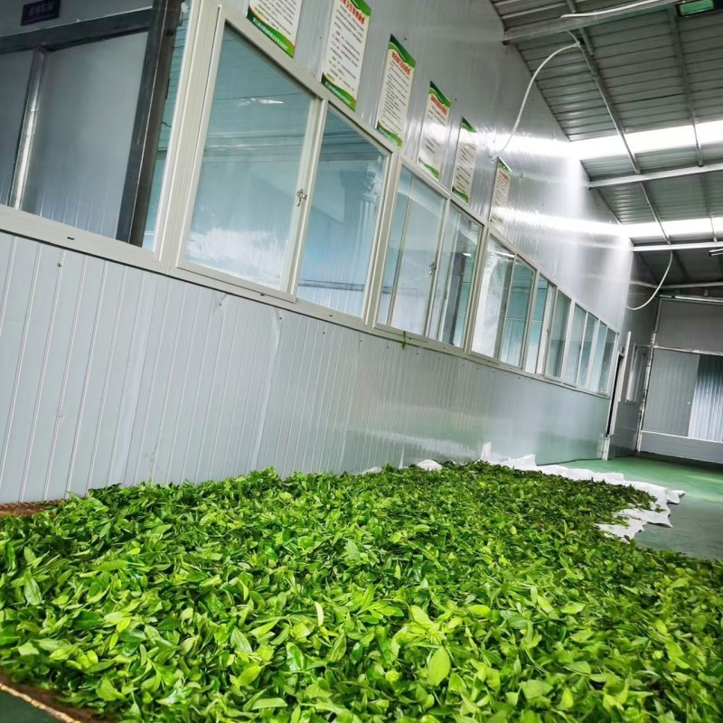 Fresh Leaf Picking