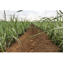 sugarcane fertilizer and weeding tools TAGRM
