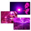 10pcs COB LED Grow Light Chip Phyto Lamp Full Spectrum 20W 30W 50W Diode Lamps For Plants Seedlings Indoor Greenhouse Hydroponic