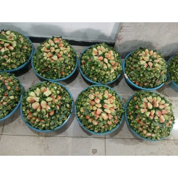 Premium Yunnan Strawberries XGCX Quality Select